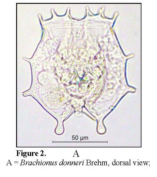 Brachionus donneri Brachionus donneri