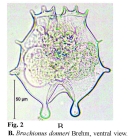 Brachionus donneri