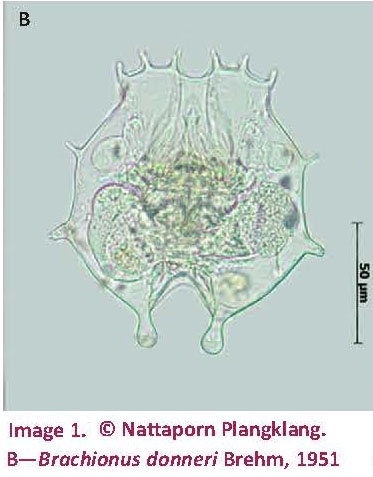 Brachionus donneri Brachionus donneri