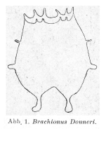Brachionus donneri - Original description image