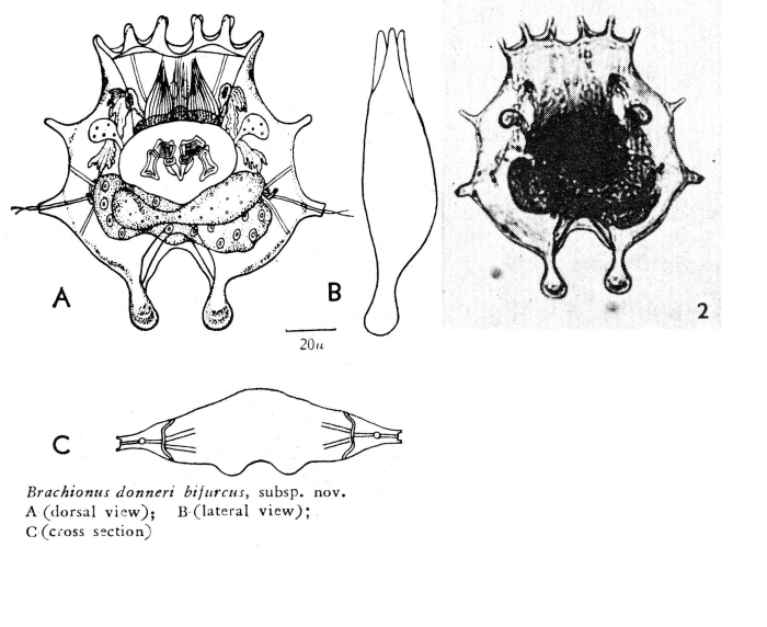 Brachionus donneri bifurcus - Original description image