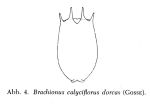 Brachionus dorcas