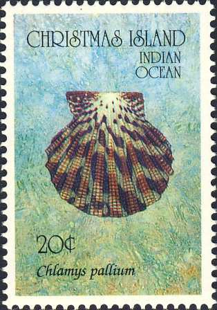 Chlamys pallium Chlamys pallium