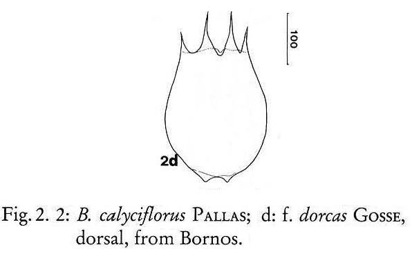 Brachionus dorcas