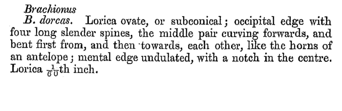 Brachionus dorcas - Original description image
