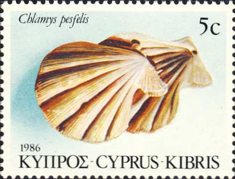 Chlamys pesfelis Chlamys pesfelis