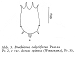 Brachionus dorcas f. spinosus
