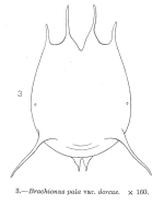 Brachionus dorcas f. spinosus