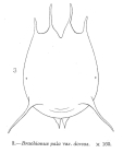 Brachionus dorcas f. spinosus