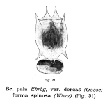Brachionus dorcas f. spinosus