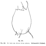 Brachionus dorcas f. spinosus