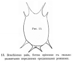 Brachionus dorcas f. spinosus