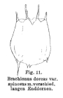 Brachionus dorcas f. spinosus