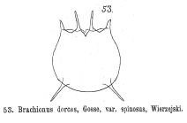 Brachionus dorcas f. spinosus