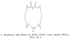 Brachionus dorcas f. spinosus