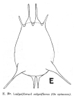 Brachionus dorcas f. spinosus