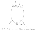 Brachionus dorcas f. spinosus
