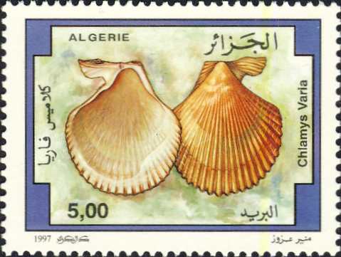 Chlamys varia Chlamys varia