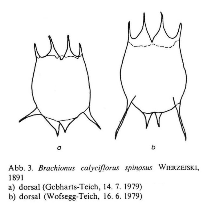 Brachionus dorcas f. spinosus