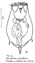 Brachionus dorcas f. spinosus