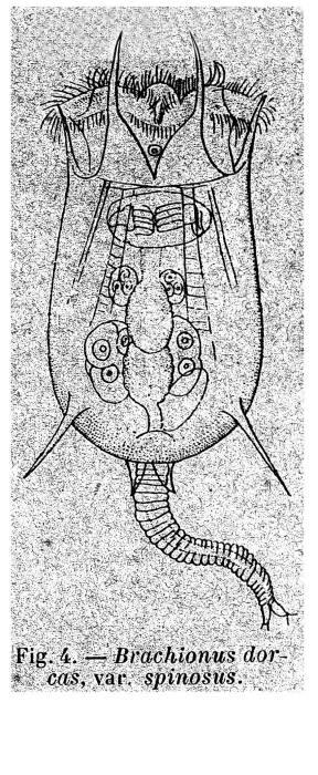 Brachionus dorcas f. spinosus - Original description image