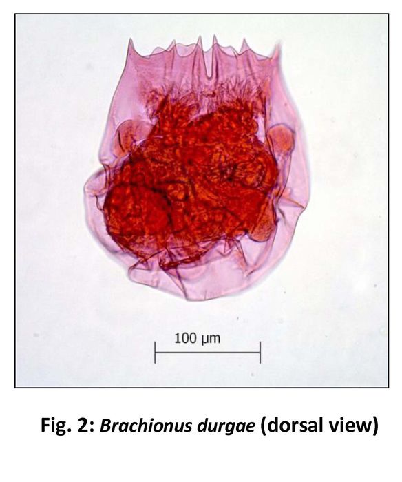 Brachionus durgae