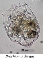 Brachionus durgae