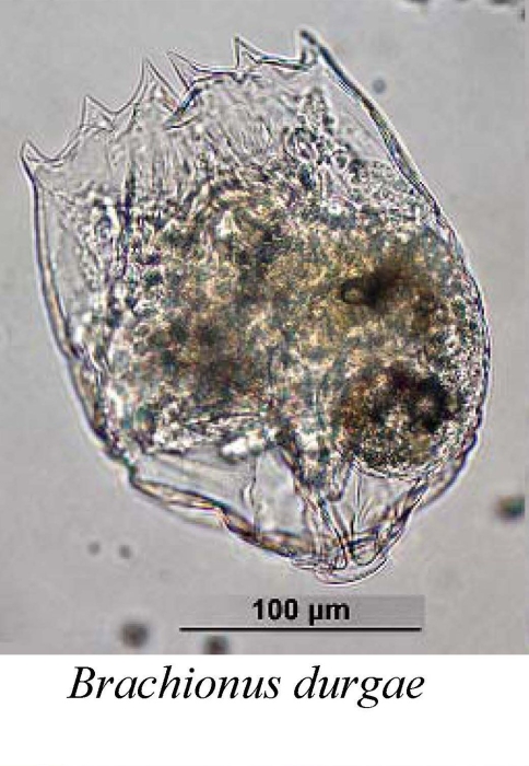 Brachionus durgae