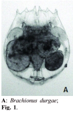Brachionus durgae