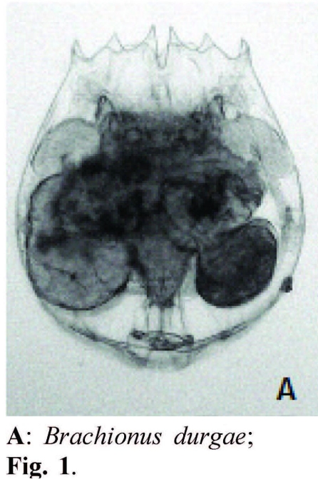 Brachionus durgae