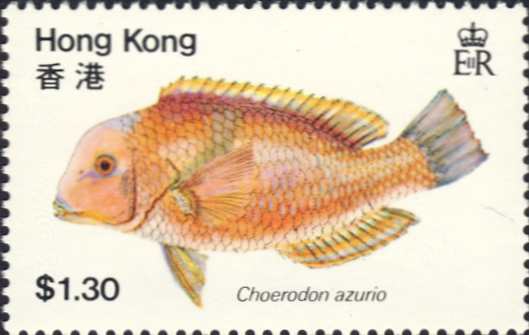 Choerodon azurio Choerodon azurio