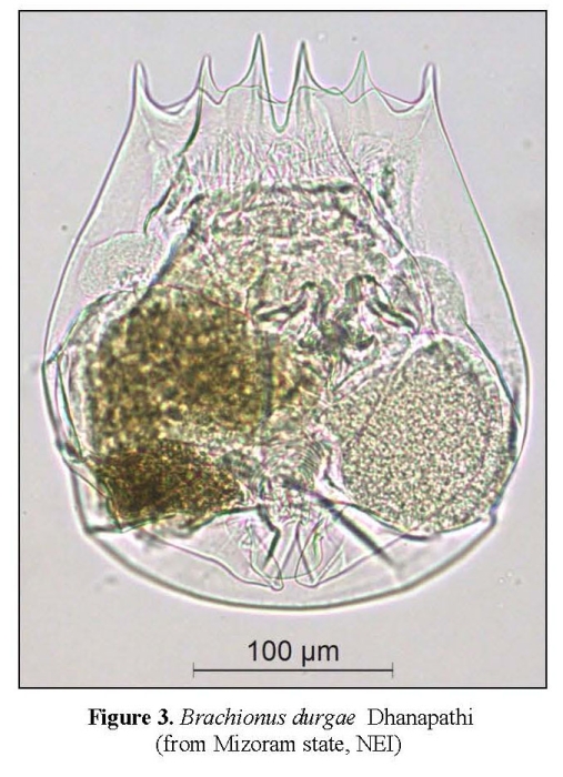 Brachionus durgae