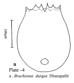 Brachionus durgae