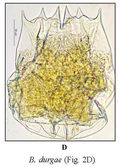 Brachionus durgae