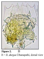 Brachionus durgae