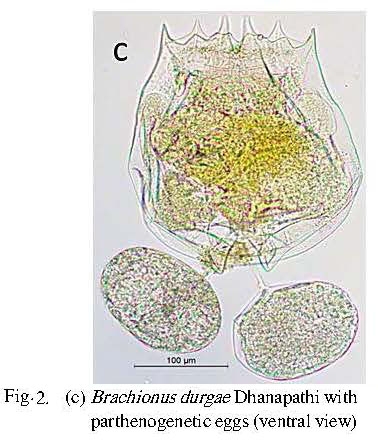 Brachionus durgae