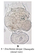 Brachionus durgae