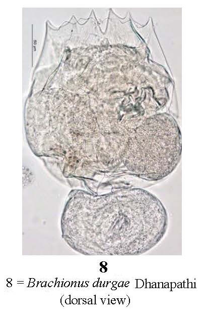 Brachionus durgae