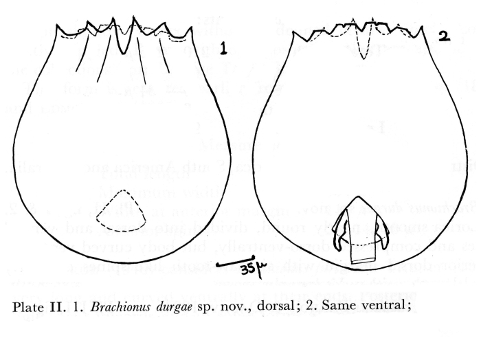 Brachionus durgae - Original description image
