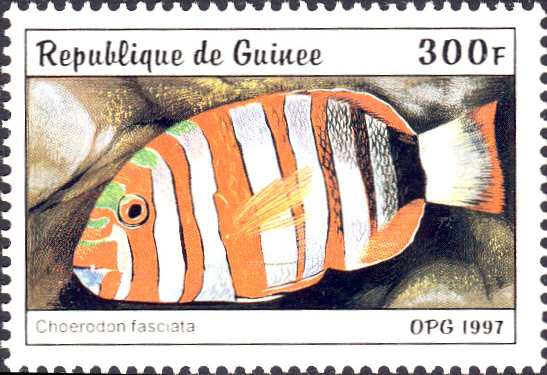 Choerodon fasciatus Choerodon fasciatus