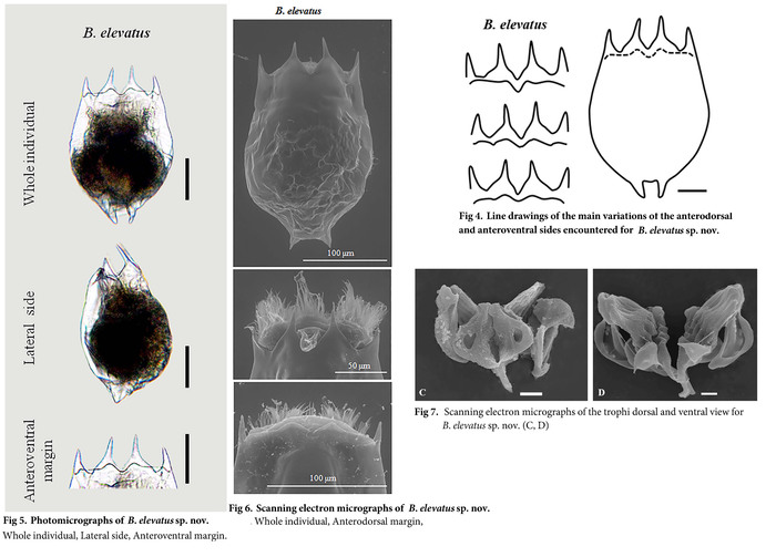 Brachionus elevatus - Original description image