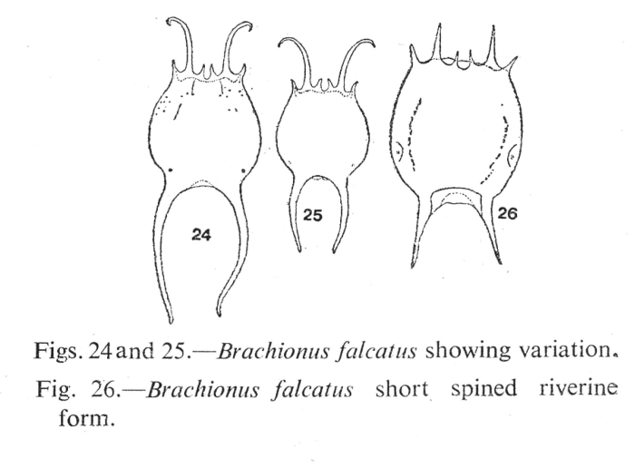 Brachionus falcatus