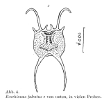 Brachionus falcatus
