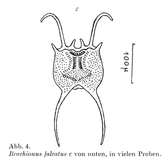 Brachionus falcatus
