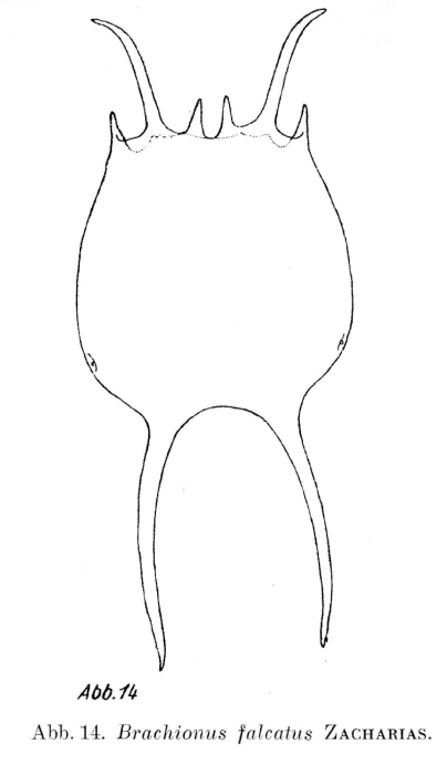 Brachionus falcatus