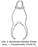 Brachionus falcatus