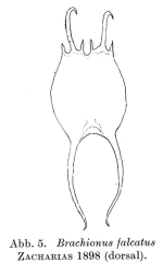Brachionus falcatus