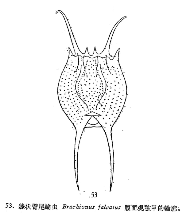Brachionus falcatus