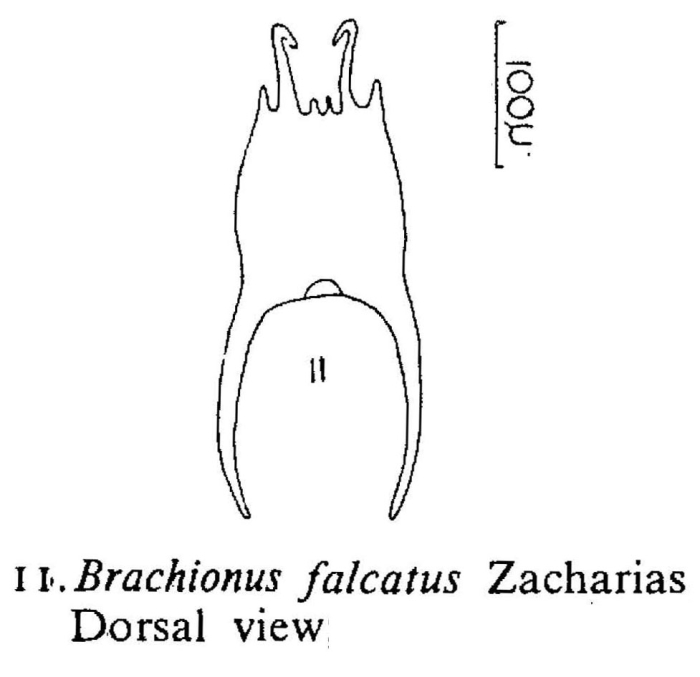 Brachionus falcatus