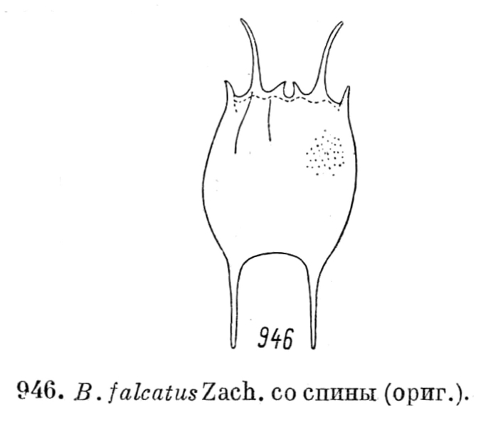 Brachionus falcatus